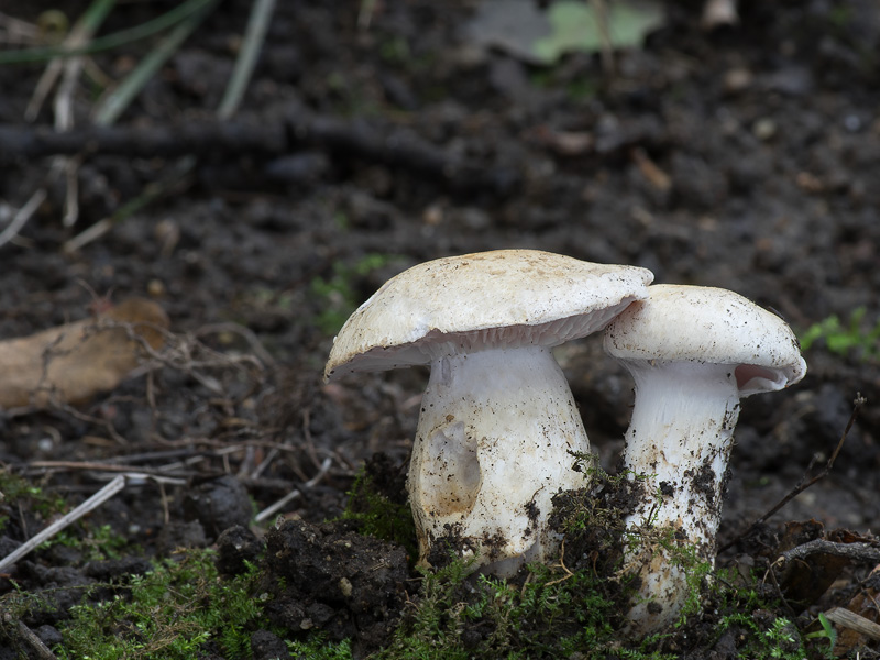 Cortinarius argutus